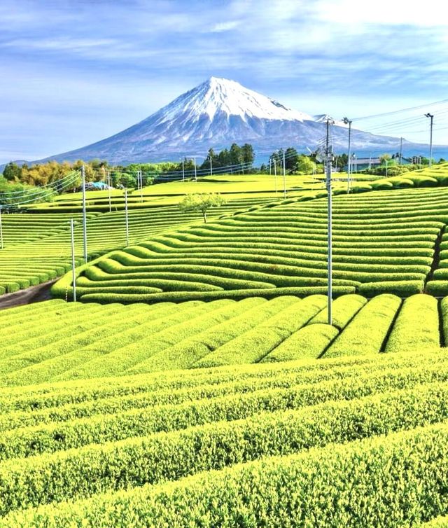 靜岡茶香，綠意悠然的日本之旅