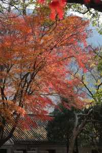 青島的初冬寒風吹紅了太清宮裡的五角楓