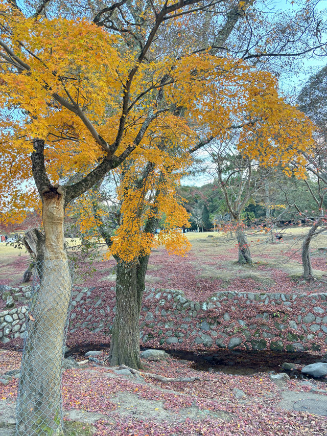 奈良公園除了可愛的小鹿，還有好看的楓葉