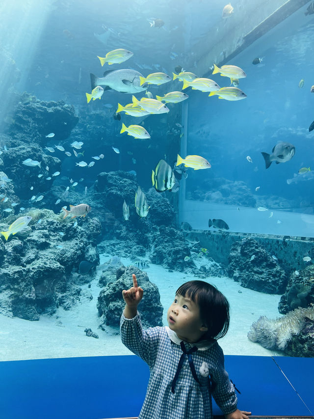 沖繩｜美麗海水族館