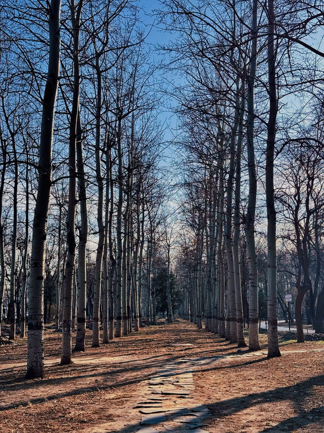 北京冬日逛公園34｜京城森林公園