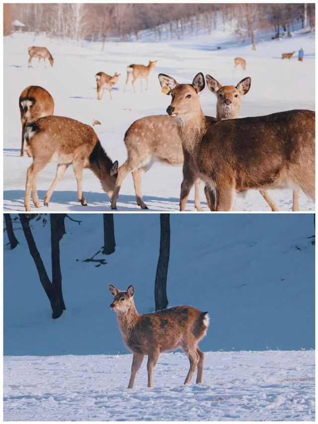 伊春之旅已完成，真的不建議 1-2 月前往