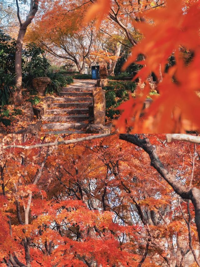 在魯迅公園看楓葉，花得最值的一筆錢.....