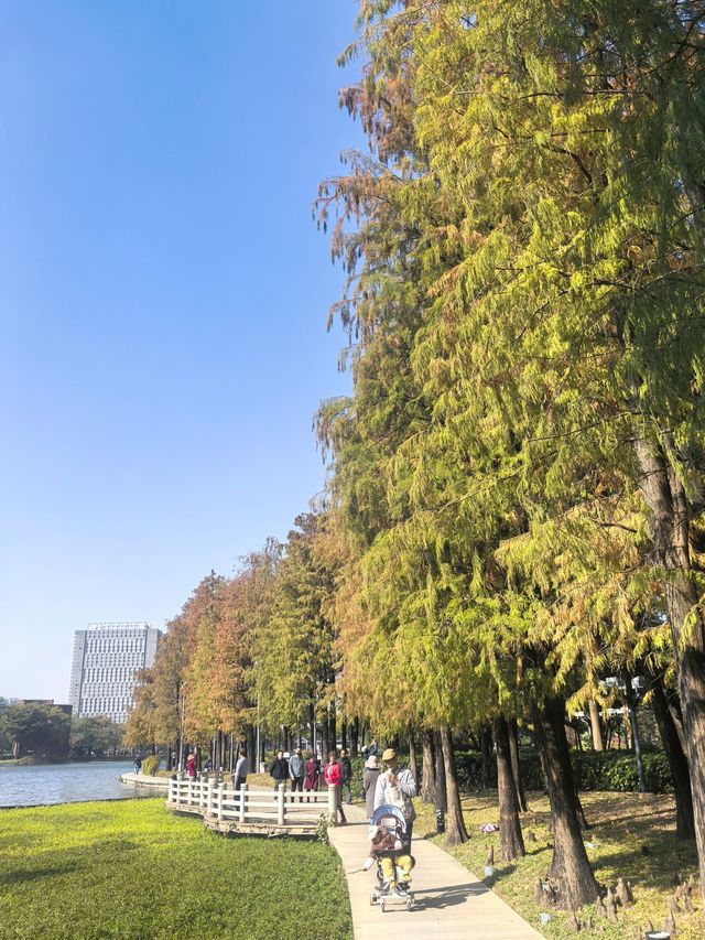 佛山禪城丨亞藝公園的落羽杉