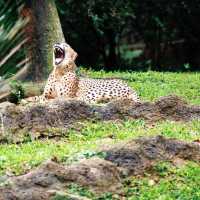 馬來西亞國家動物園：綠蔭樂園，無窮體驗和樂趣