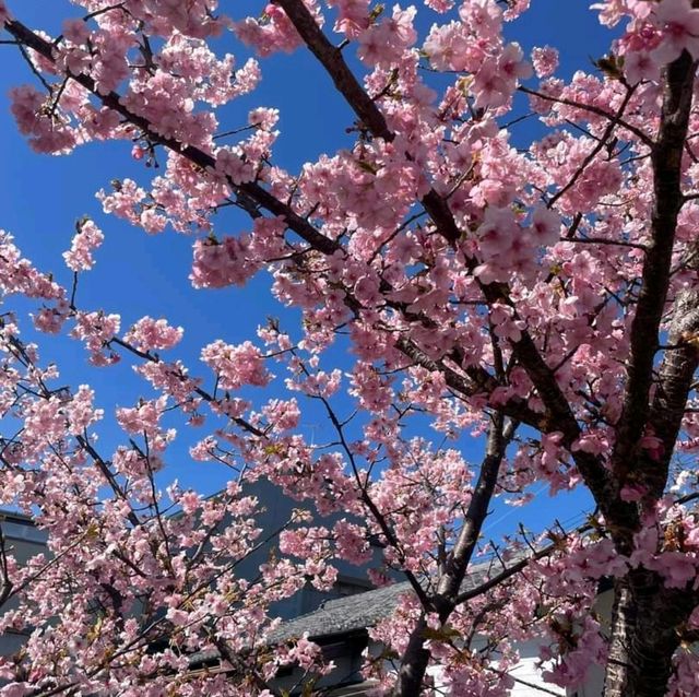 Cherry Blossom in Japan