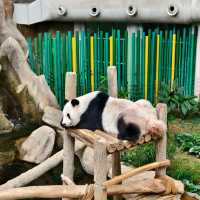 馬來西亞國家動物園-福娃和鳳儀的家園