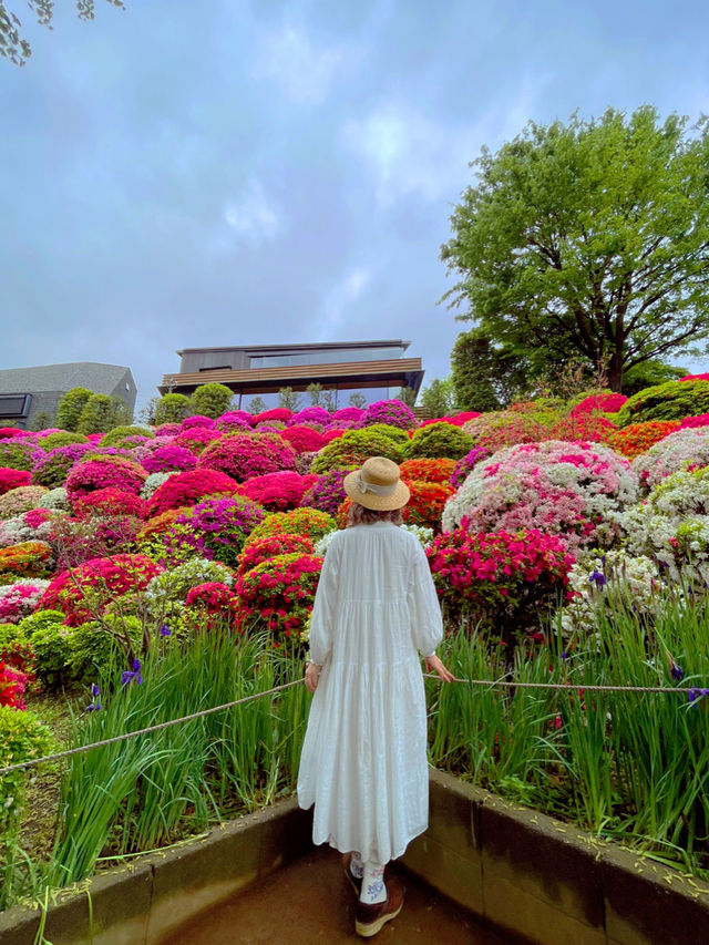 圧巻のツツジ🥹🌺東京・根津神社⛩️