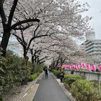 🌸 A complete day tour to Tokyo's iconic spot 🌸 