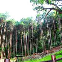 佐賀景點｜據說有神明居住的3000年大楠樹—佐賀武雄神社