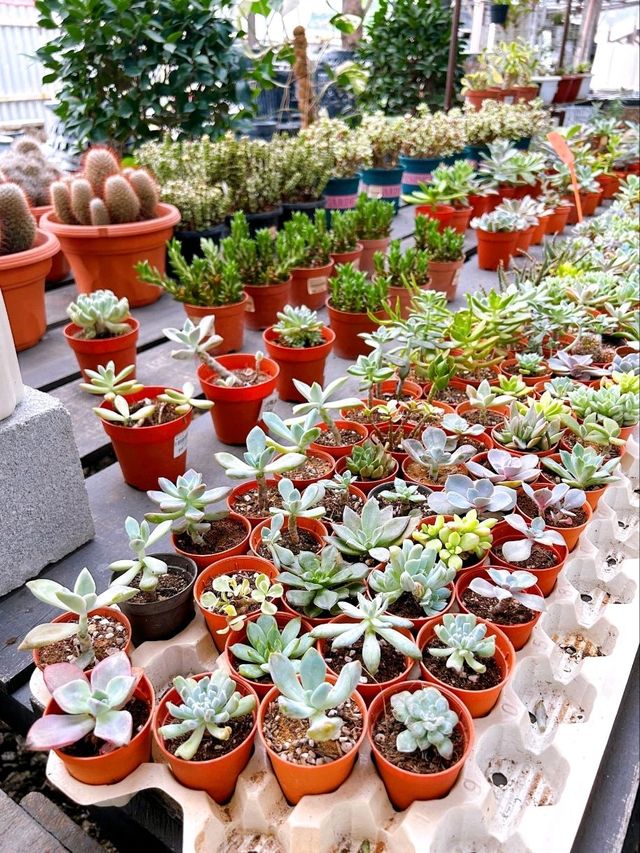 Guide to AGRO Nursery: Johor Bahru’s Premier Plant Haven