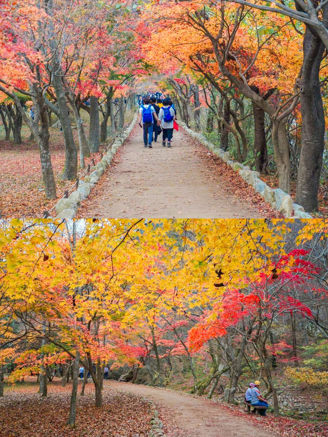 Enchanting Autumn at Naejangsan National Park