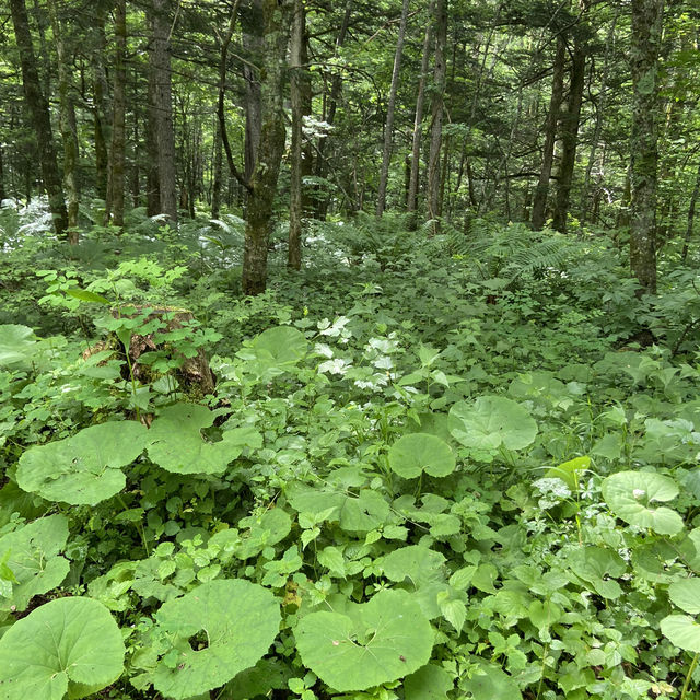 【上高地】登山気分のハイキングができる山のリゾート