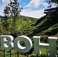 Rolling Green Paradise: The Beauty of Cameron Highlands’ Tea Fields