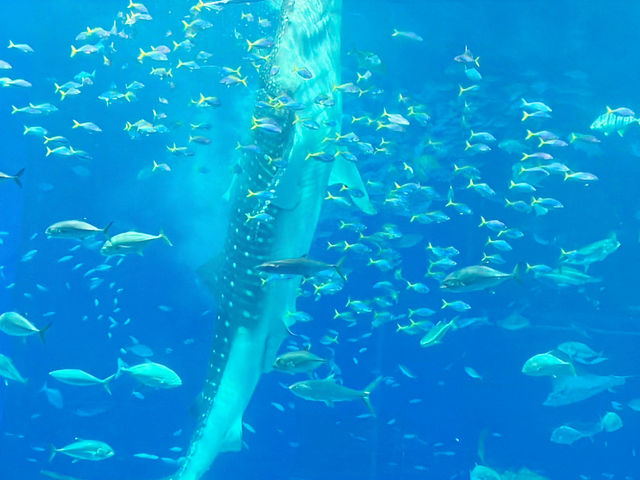 【沖縄🌺】ジンベエザメに会いに美ら海水族館へ𓇼𓆡𓆉𓇼𓆡𓆉