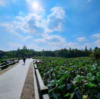 A Perfect Day at West Lake, Hangzhou: Scenic Serenity Awaits!