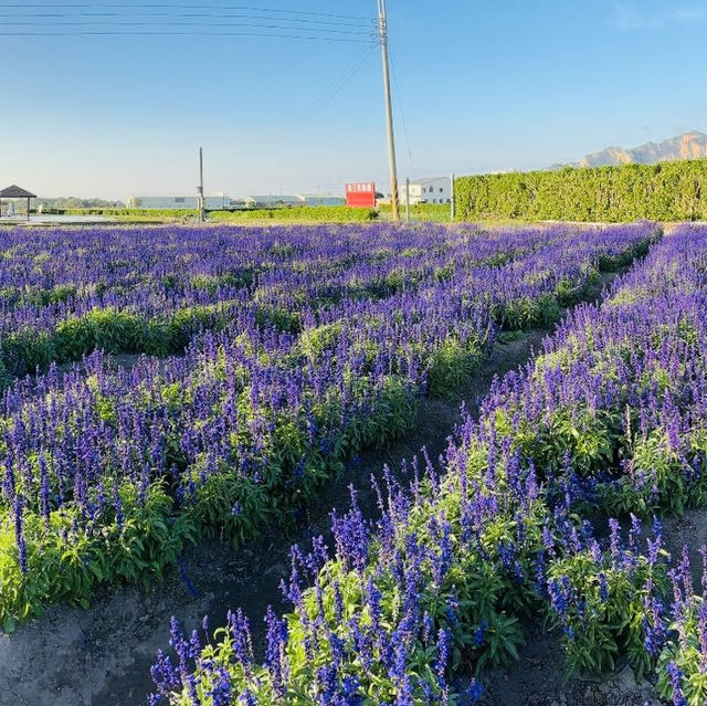 A Colorful Day Out at Chung She Flower Garden