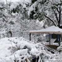 南湖公園：冬日仙境 ❄️🏞️