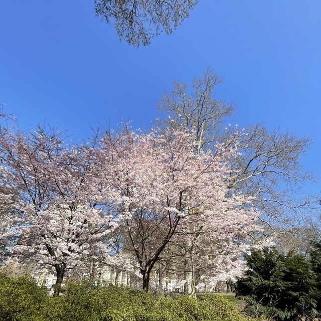 Sakura in Central Park 🇺🇸 New York City