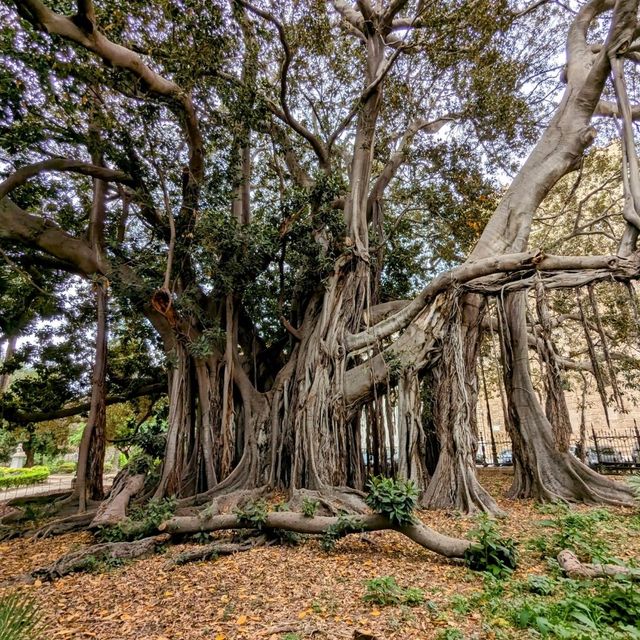 The biggest tree in Europe