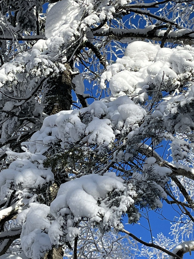 沒約上哈爾濱冰雪大世界，這些地方也不錯！