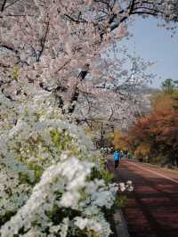 Seoul Stunning Namsan Tower 🌸