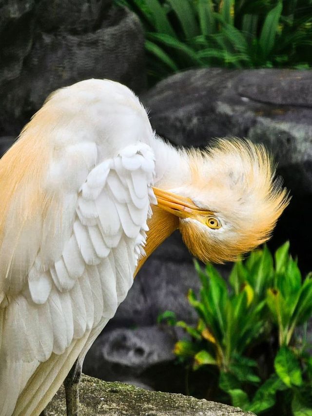 🌴🐦 Kuala Lumpur's Feathered Friends: A Day at KL Bird Park 🕊️🌳