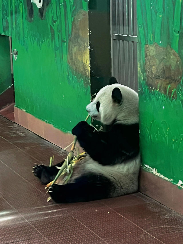 廣州動物園 | 無3小時走不出來。