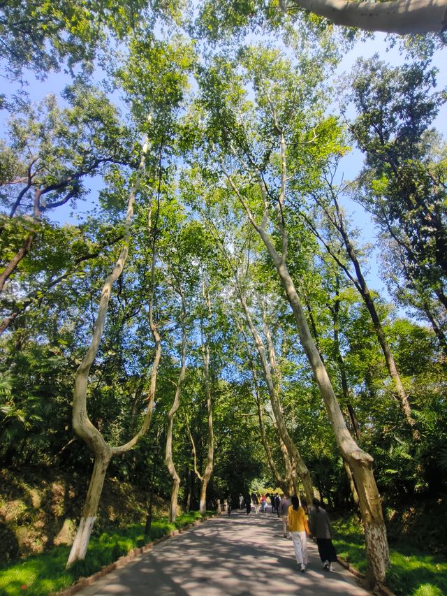 靈谷寺桂花王，10月9日花況。