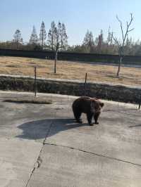 周末帶娃速逛上海野生動物園攻略，真不錯！