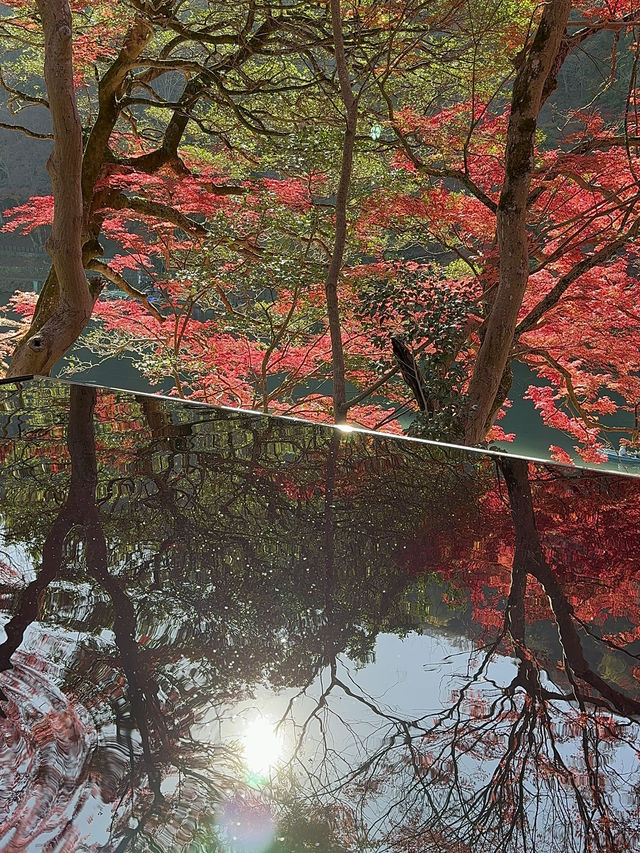 丸窓から映り込む紅葉リフレクションが絶景✨水鏡も最高！