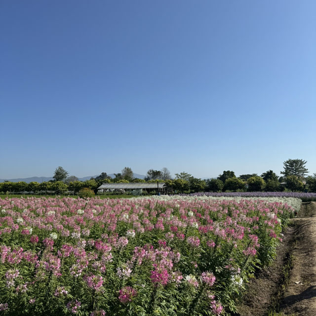 "Chiang Mai's flower farms: a feast for the eyes and a balm for the soul. Nature at its finest!