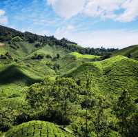 Rolling Green Paradise: The Beauty of Cameron Highlands’ Tea Fields