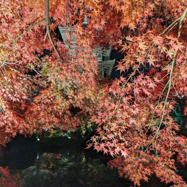 🇯🇵京都「東寺」 倒影如畫的夜楓🍁之旅！