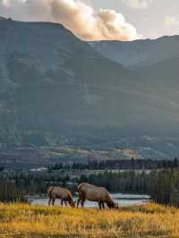 3 Reasons Why Jasper National Park Should Be Your Next Destination