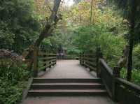 Into a Mystical Chinese Martial Sect at Qingcheng Mountain