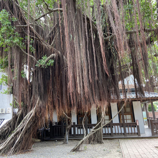 臺南｜第一次去台南必排景點-安平樹屋