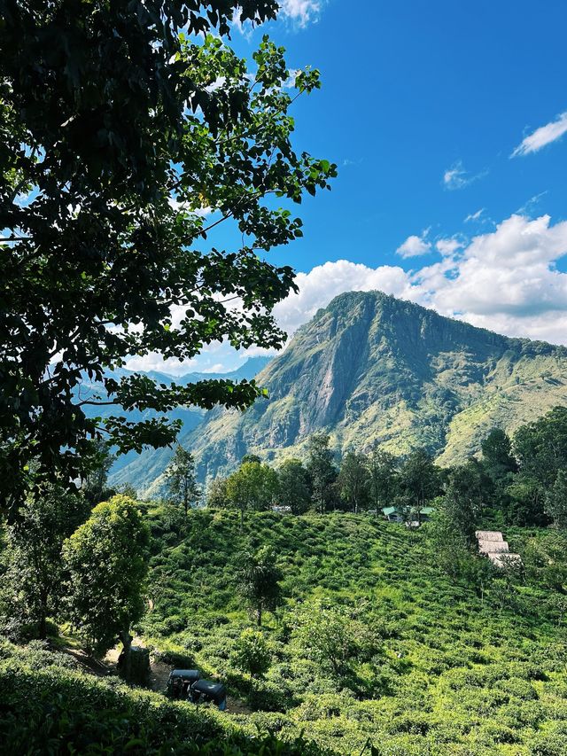 Little Adam’s Peak, Ella, Sri Lanka🇱🇰🌱