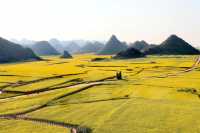 雲南羅平油菜花旅遊攻略（二）