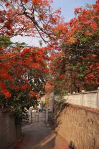 攀枝花｜蘇鐵中路鳳凰花