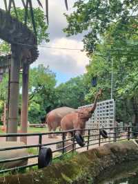 天氣正好，遛娃好去處——上海動物園。