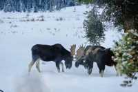 Discover Yellowstone as a Unique Winter Destination in North America!