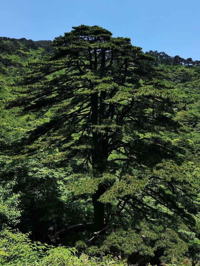 2天玩遍黃山 冬日美景不容錯過