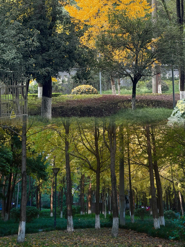 成都塔子山公園|欒樹迎秋季