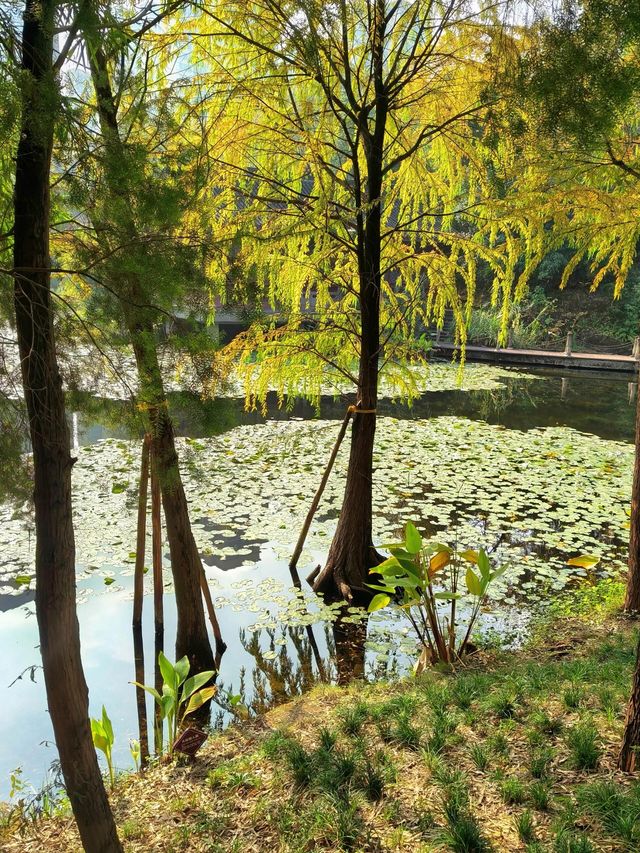 重慶觀音塘濕地公園