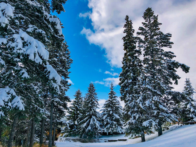 呢一幅雪景，係咪令你有衝動想去班夫？