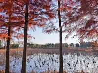 筆直的樹幹撐起一樹樹熱烈的紅~~青西郊野公園水杉林