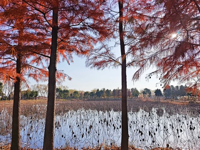 筆直的樹幹撐起一樹樹熱烈的紅~~青西郊野公園水杉林