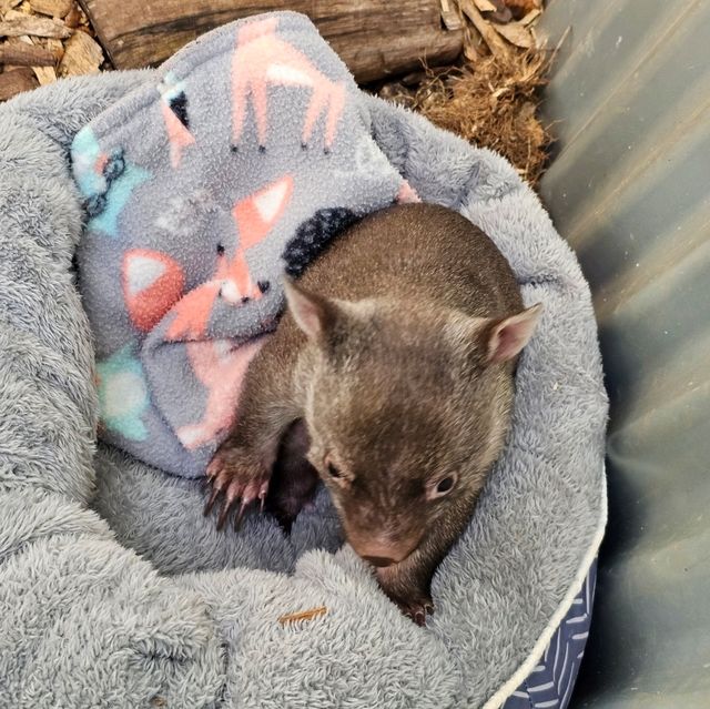 Unforgettable Wildlife Encounters in Warrnambool: Cuddle, Feed, and Explore!