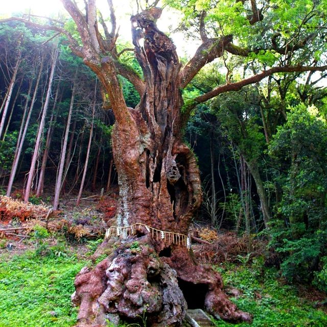 佐賀景點｜據說有神明居住的3000年大楠樹—佐賀武雄神社